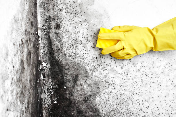 Best Certified Mold Removal  in Wingdale, NY