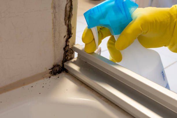 Best Commercial Mold Removal  in Wingdale, NY