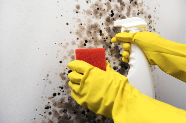 Best Same-Day Mold Removal  in Wingdale, NY