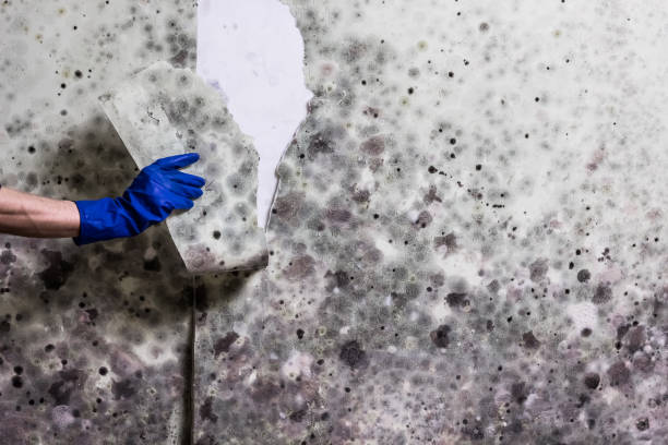 Best Black Mold Removal  in Wingdale, NY